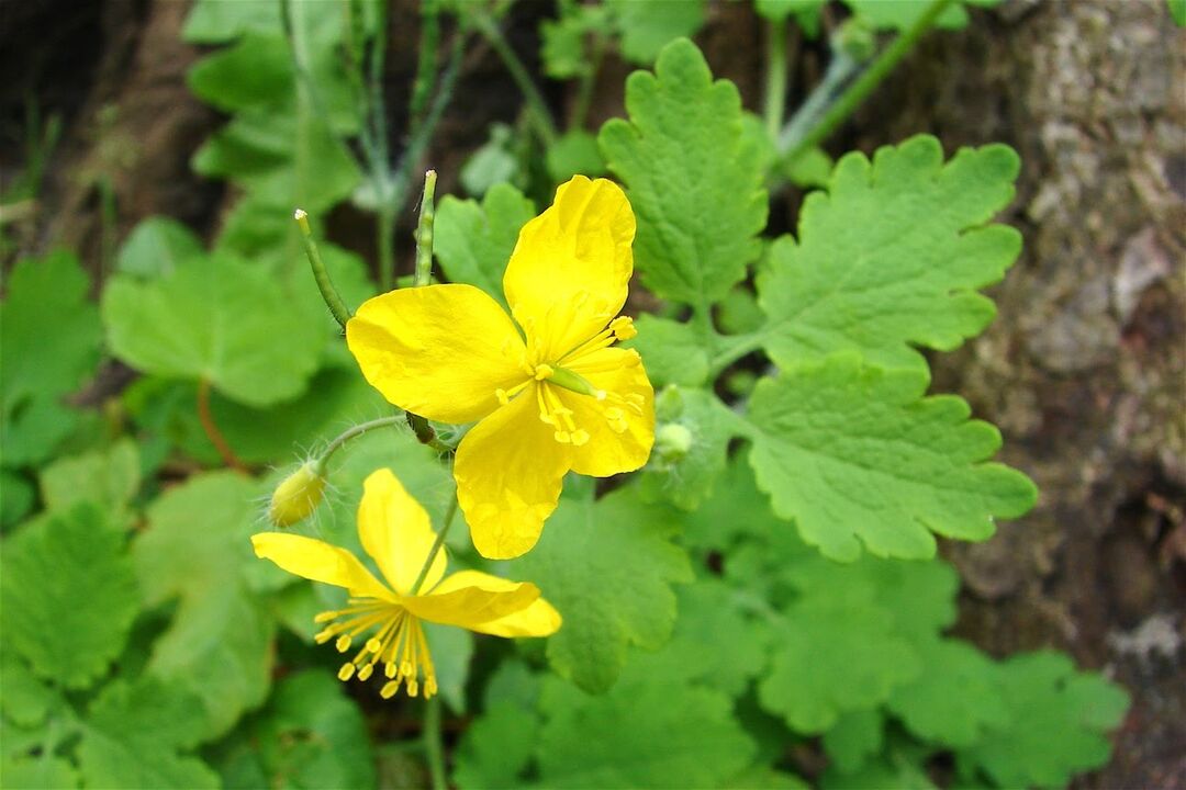 Celandine trava - učinkovito ljudsko zdravilo za glivice stopal